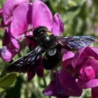 le xylocope violet ou abeille charpentière